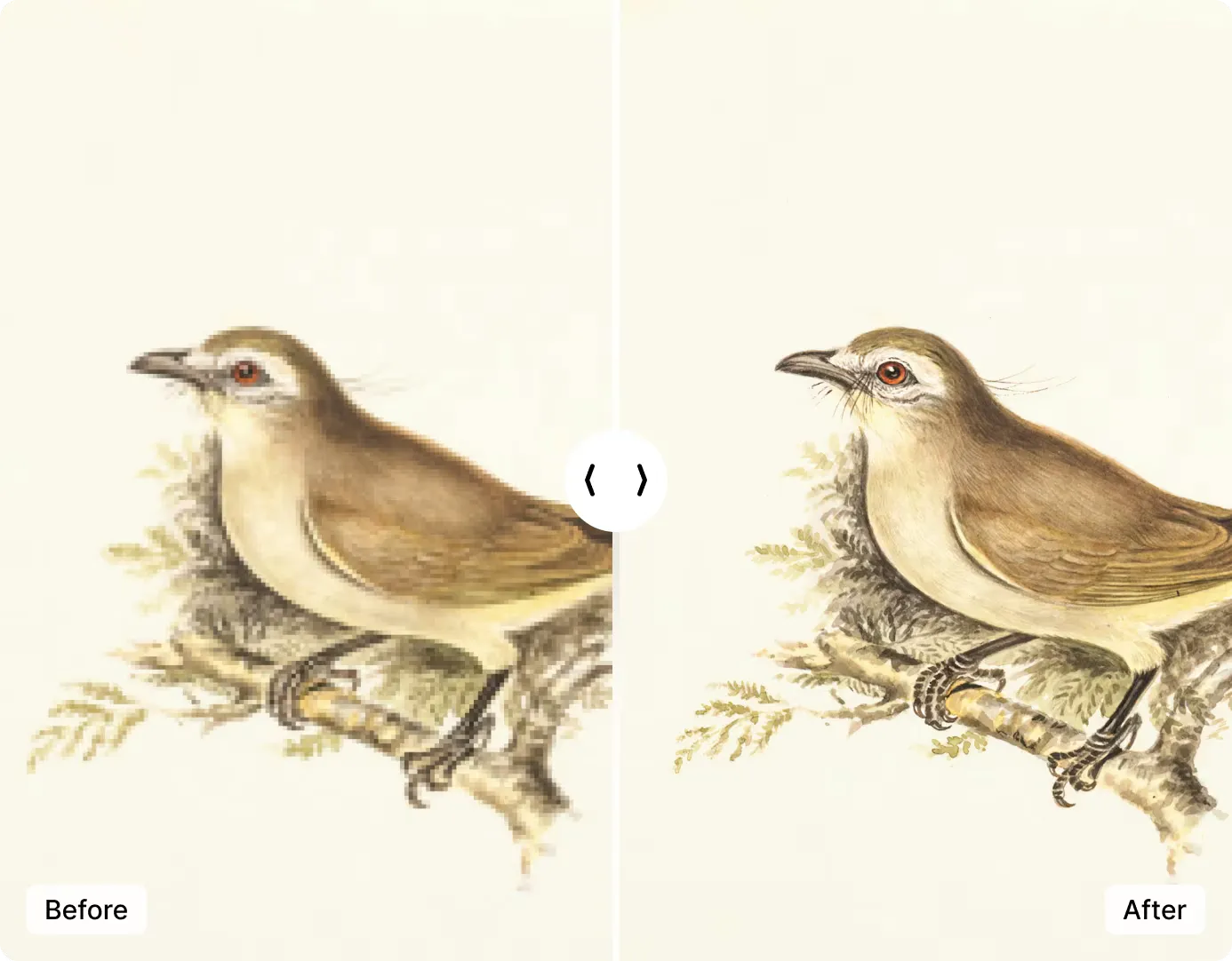 AI-enhanced photo demonstrating sharpened detail and professional quality output without watermark